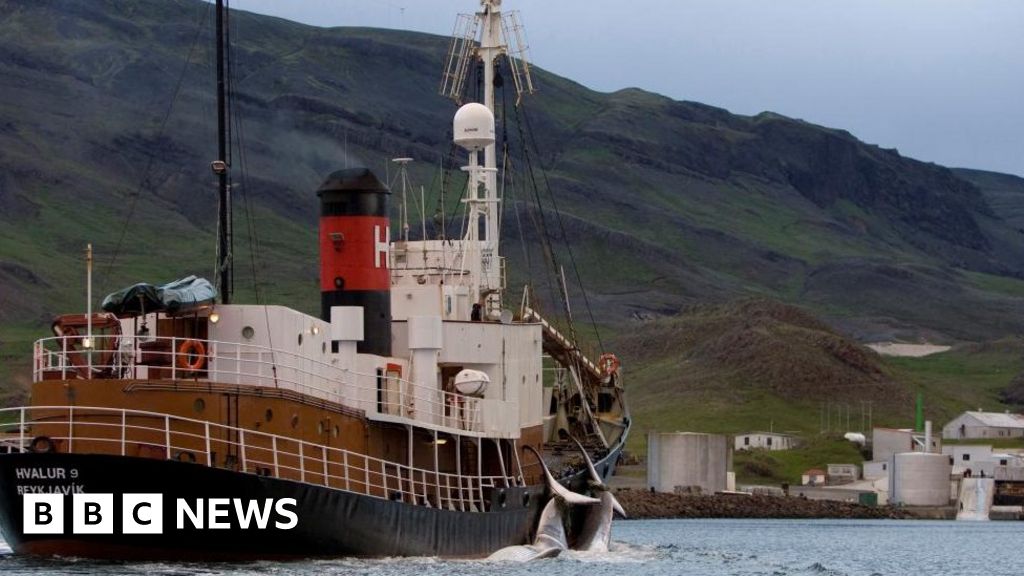 La caza de ballenas se reanuda en Islandia bajo estrictas normas