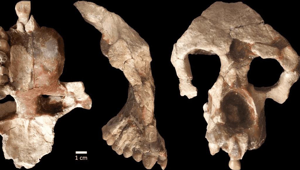 Un antiguo fósil de simio indica que nuestros antepasados ​​estuvieron en Europa antes que en África