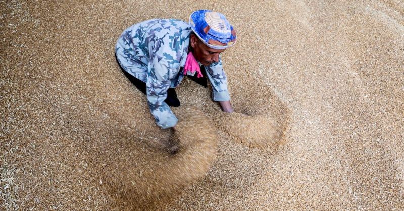 Exclusiva: Egipto compra casi medio millón de toneladas de trigo ruso en una operación privada