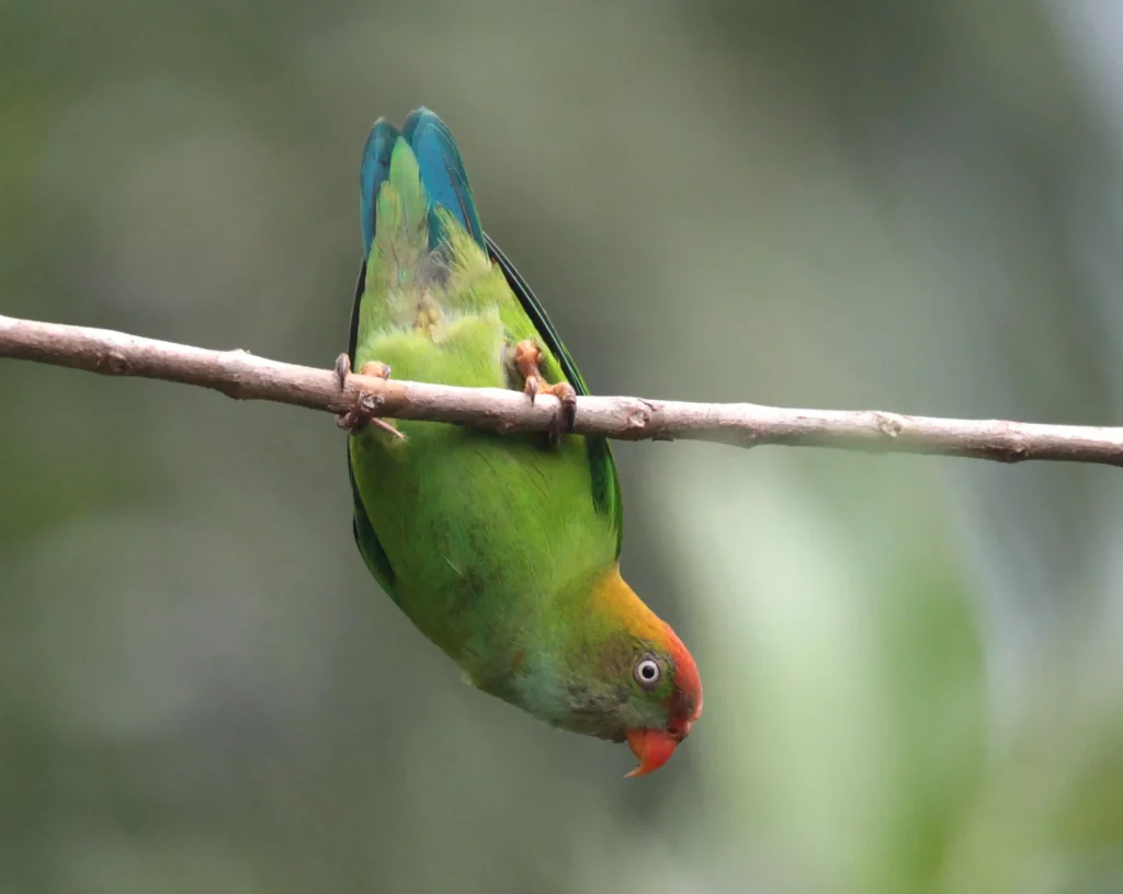 Descubra los secretos de la abundancia de especies