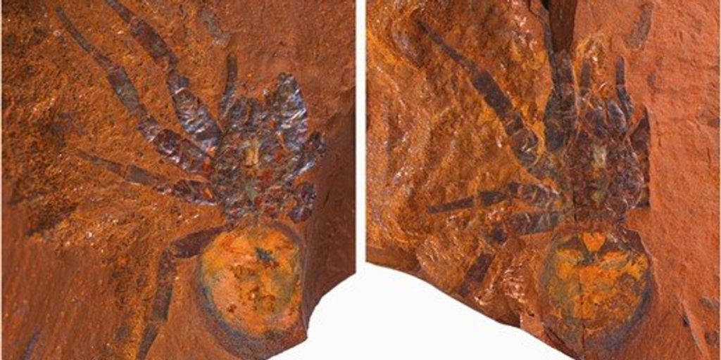 Los científicos encuentran el fósil de una araña dinosaurio “gigante” en Australia