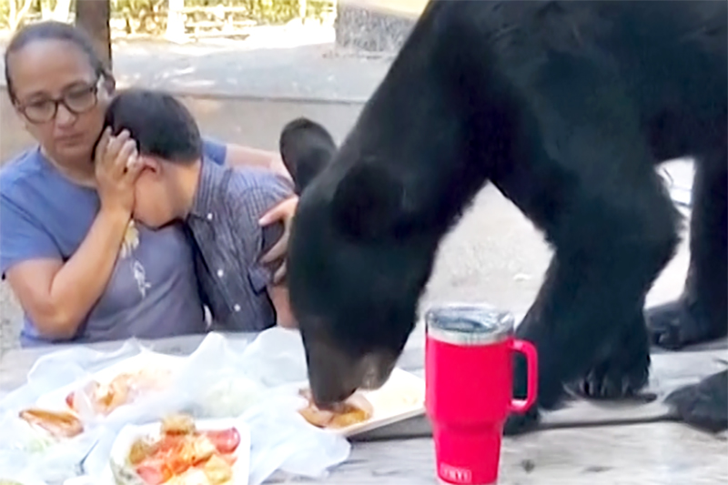 Madre protege a su hijo mientras un oso salta sobre una mesa de picnic para devorar tacos y enchiladas