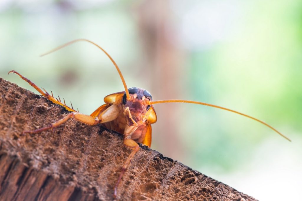 La cucaracha gana la batalla con la presión hidráulica