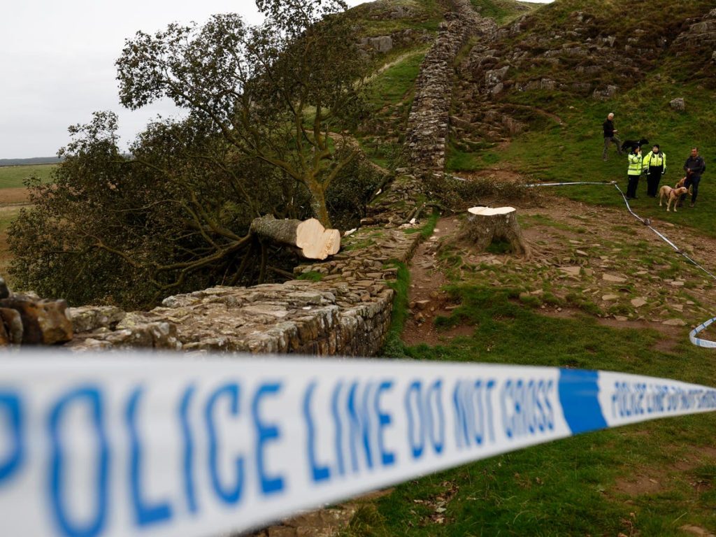 Sycamore Gap Tree Lo último: la policía erigió una valla para proteger el sitio donde fue arrestado un hombre de unos 60 años