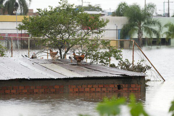 Pollos parados en el techo de una casa inundada después de fuertes lluvias en Canoas, estado de Rio Grande do Sul, Brasil, el viernes 10 de mayo de 2024. (Foto AP/Andre Penner)