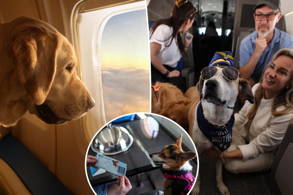 BARK Air, la aerolínea para perros, ha realizado su primer vuelo desde Nueva York