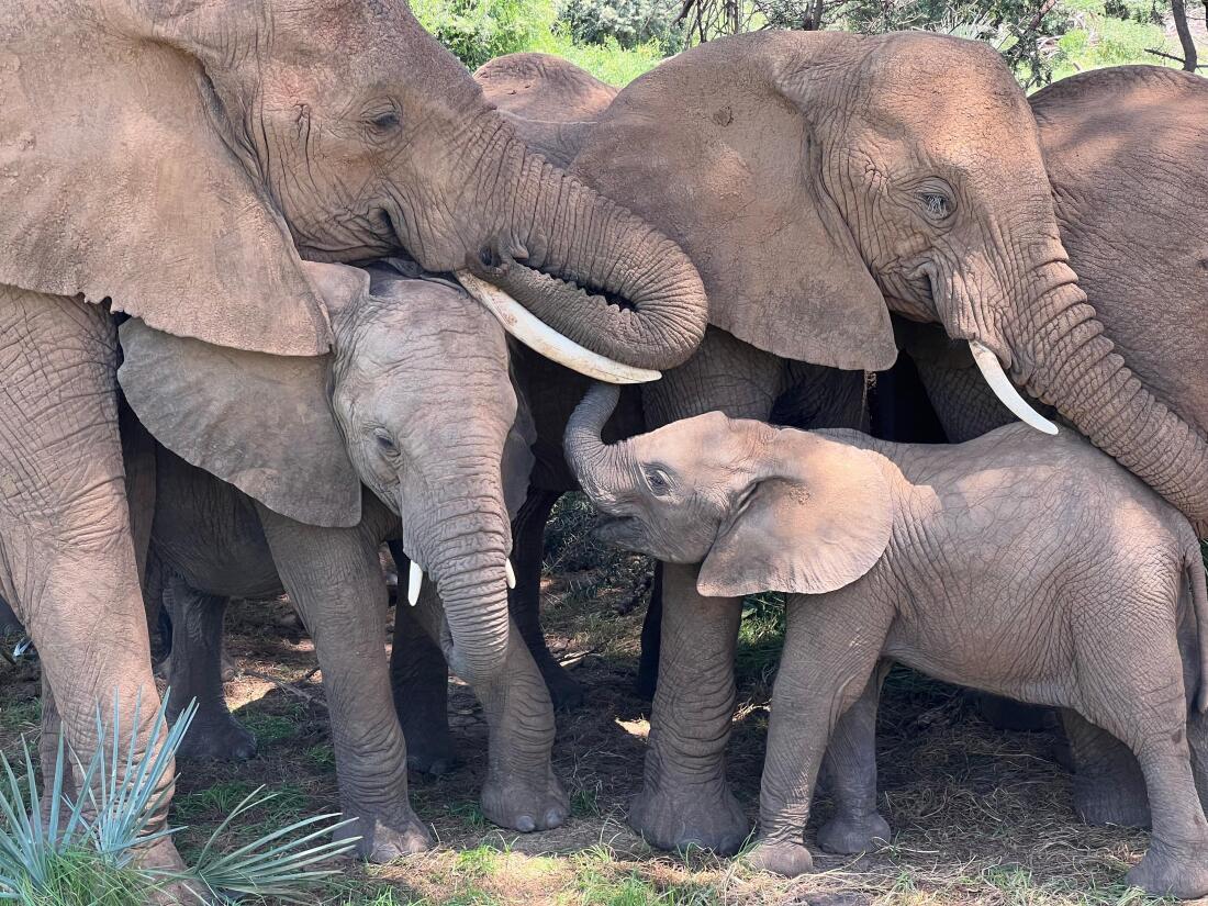 Una familia de elefantes se relaja bajo un árbol por la tarde en la Reserva Nacional de Samburu, Kenia.