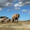 Un elefante paseando con sus crías en Kenia