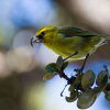 La supresión de los mosquitos podría dar a aves como el kiwi la oportunidad de sobrevivir.  Chris Warren del Parque Nacional Haleakala dice: 