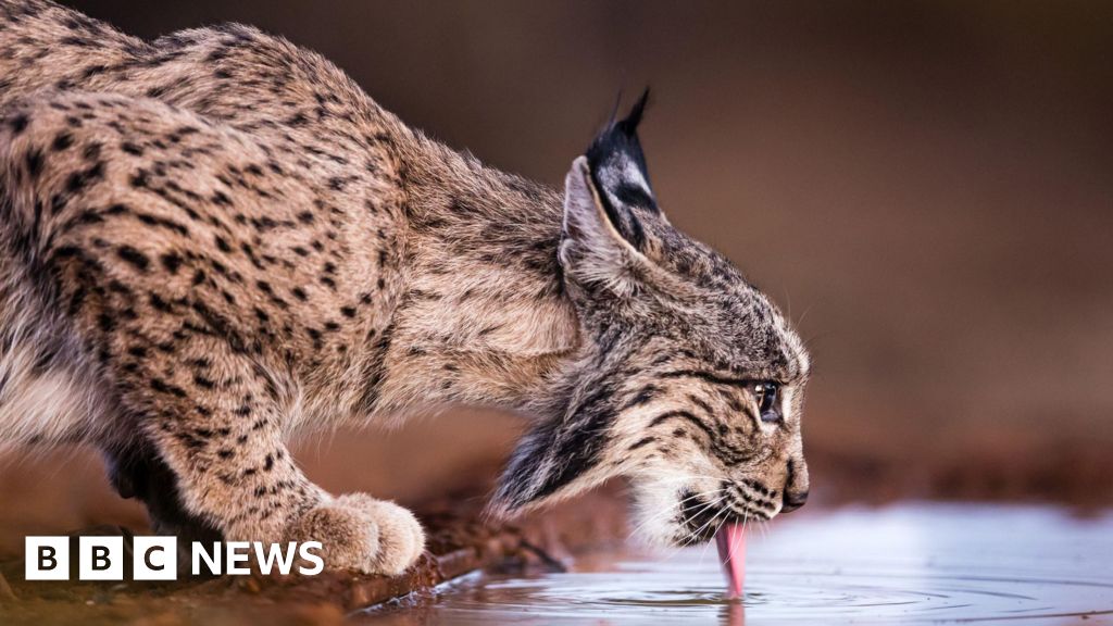 Uno de los felinos más raros del mundo ya no está en peligro – Agencia de Conservación Ambiental
