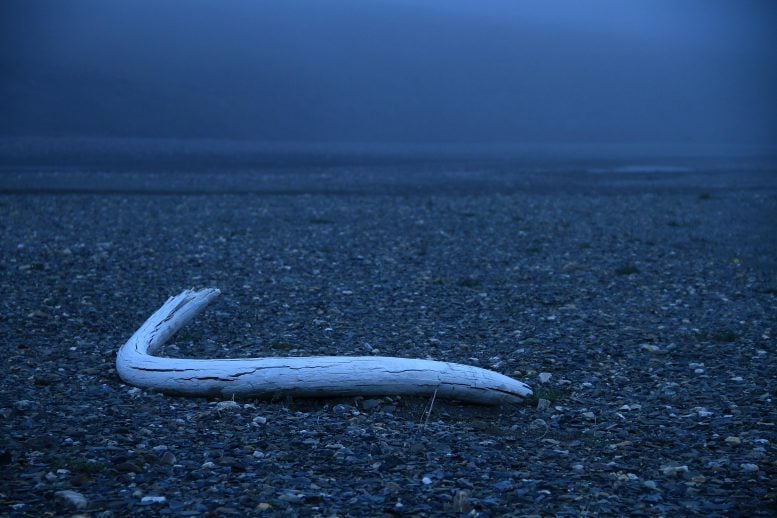 Isla de los colmillos de Wrangel