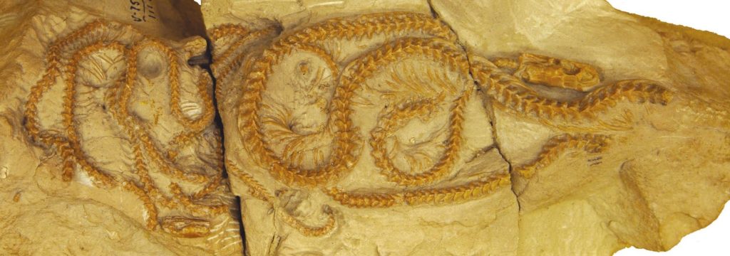 El descubrimiento de una serpiente de 34 millones de años en Wyoming cambia nuestra comprensión de la evolución