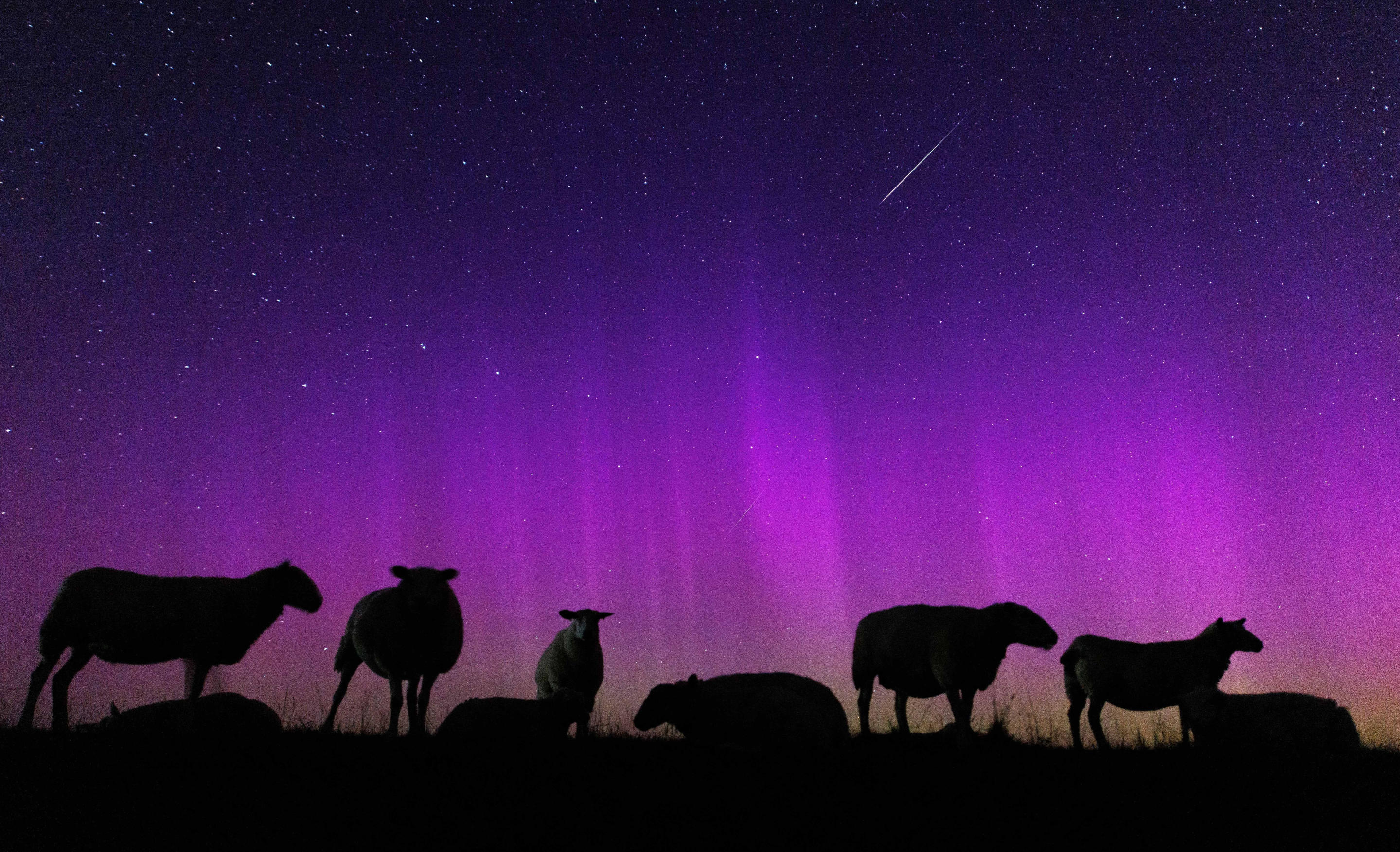 Se pueden ver ovejas en el cielo nocturno bajo las brillantes auroras boreales cerca de Hagermarsh, en la región de Frisia Oriental en Alemania.