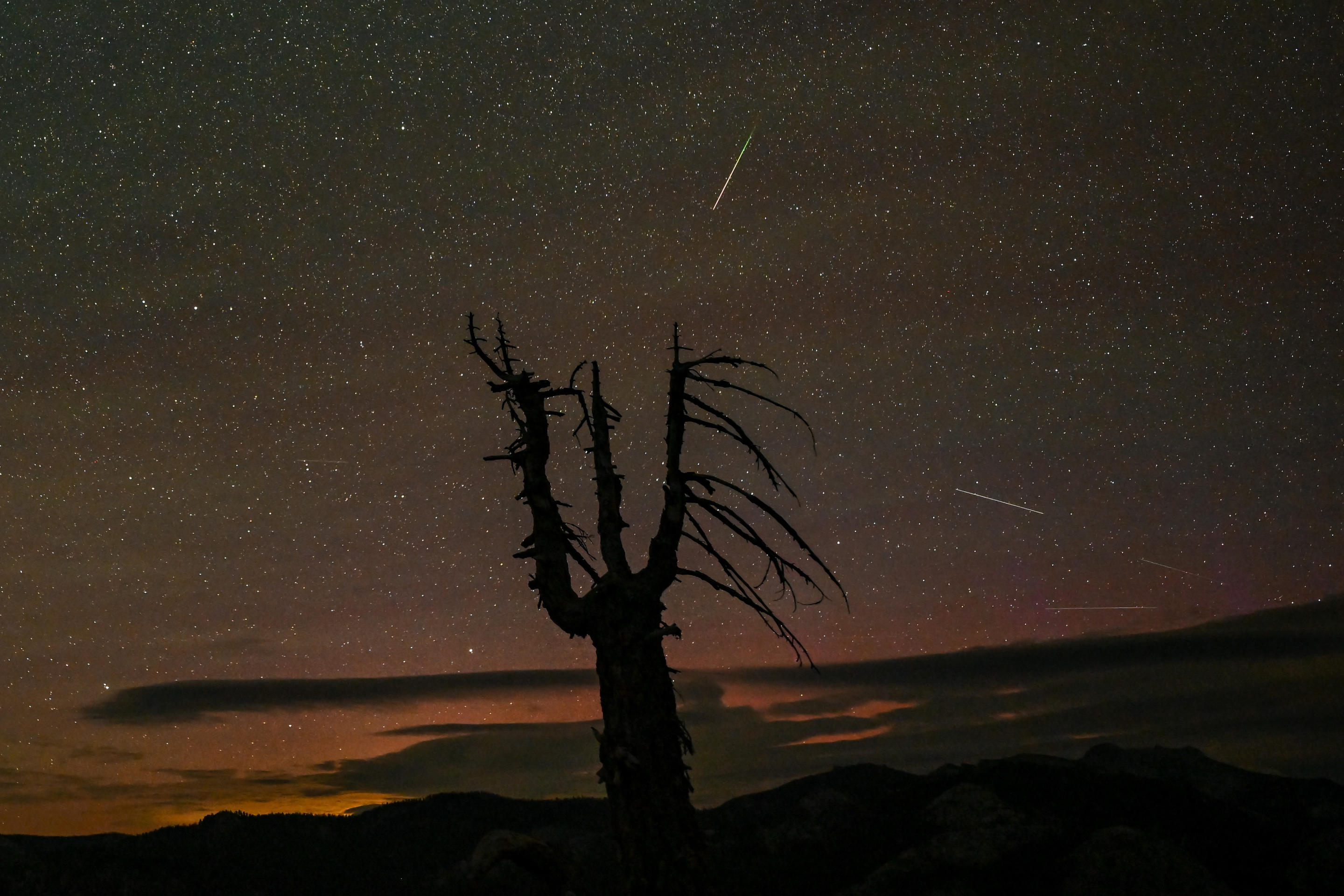 Contorno de un árbol contra el cielo nocturno, iluminado por innumerables estrellas y lluvias de meteoritos de las Perseidas, como se ve en Gleacher Point en el Parque Nacional Yosemite en California. 