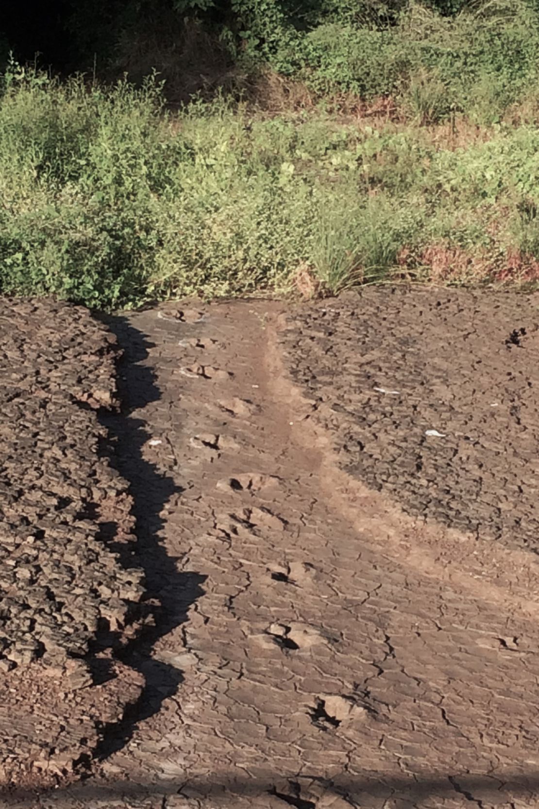 Aparecen huellas de dinosaurios terópodos en la cuenca de Souza.