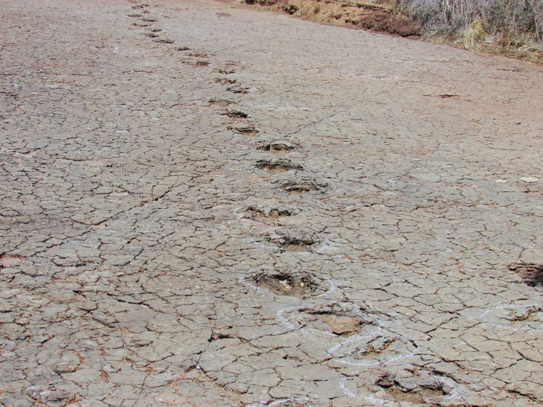 Se han conservado huellas de dinosaurios en sedimentos de llanuras aluviales dentro de la cuenca de Sousa en Brasil.