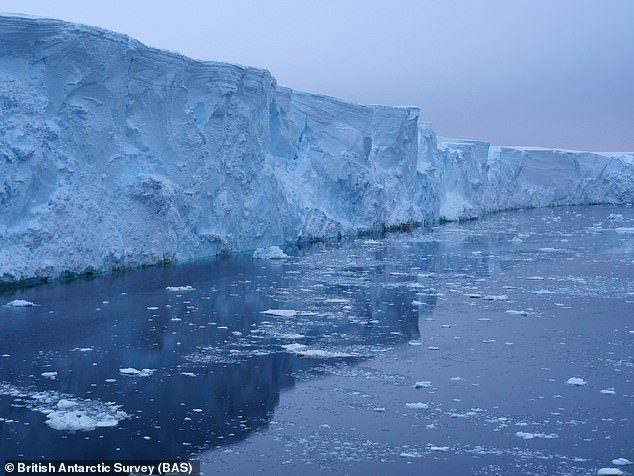 El glaciar Thwaites tiene aproximadamente 120 km (74,5 millas) de ancho, el mismo tamaño que Gran Bretaña o Florida, lo que lo convierte en el glaciar más ancho del planeta.