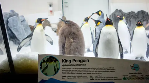 Pancarta de la exposición Royal Penguin en Sea Life Melbourne con pesto de fondo