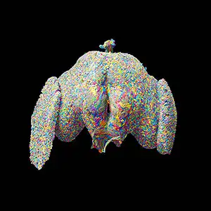 Una vista en 3D de las aproximadamente 140.000 neuronas del cerebro de una mosca de la fruta. Crédito: FlyWire.ai. Presentado por Philip Schlegel (Universidad de Cambridge/MRC LMB).