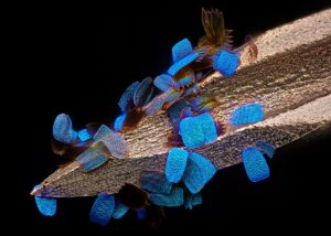 Escamas de ala de una mariposa (Papilio Ulysses) en una aguja de jeringa médica