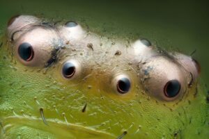 Ojos de araña cangrejo verde (Diaea dorsata)