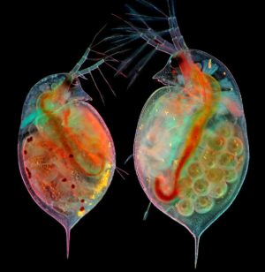 Dos pulgas de agua (Daphnia sp.) con embriones (izquierda) y huevos (derecha)