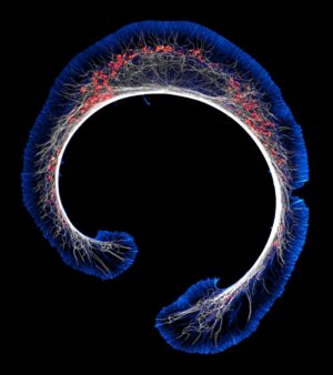 Etapa temprana de diferenciación de células de neuroblastoma de ratón (actina, microtúbulos y mitocondrias)